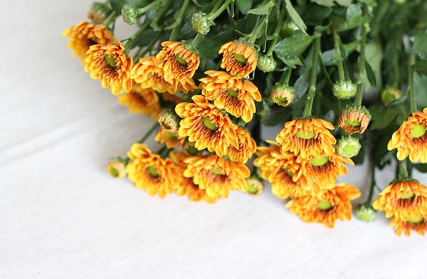 走出“花盆”向阳而生
